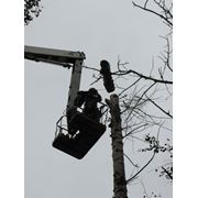 Удаление обрезка деревьев. Кронирование порезка деревьев. Спилить дерево Киев. фотография