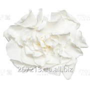 Гардения Цветок белый фото