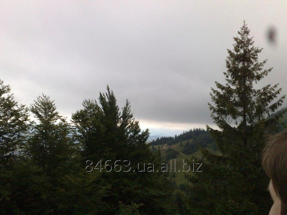 Услуги по зачистке мест рубок древесины в Киеве (Заготовка дров ...