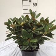 Рододендрон (азалия) -- Rhododendron