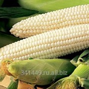 Белая кукуруза фото