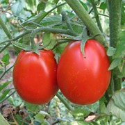 Семена томатов Искорка фотография