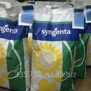 Продам гибриды семян кукурузы и подсолнечника! фото