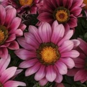 Семена цветов Газании Нью Дей F1 100 шт. розовый фотография