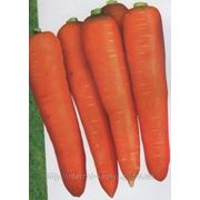 Морковь Курода 0,5кг фотография