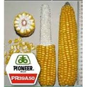 Гибриды кукурузы компании «ПИОНЕР» (PIONEER) фото