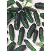 Семена огурца МАША F1 1000 сем. Семинис. фото