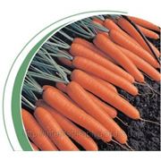 Семена моркови Темпо F1 25000сем. фотография