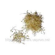 Мікрогрін люцерни