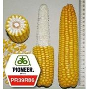 Гибрид кукурузы пионер ПР39Р86 / PR39R86 ФАО 250 фото