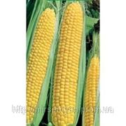 Семена Кукурузы сахарной “Бостон“ F1 1 кг Сингента (Syngenta) фото