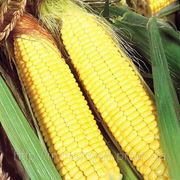 Семена Кукурузы сахарной “Бостон“ F1 100 000 семян Сингента (Syngenta) фото