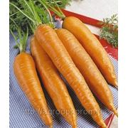 Морковь Первый сбор фото