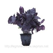 Семена Базилика Фиолетового производитель: Hem Zaden B.V. Нидерланды (Количество семян в упаковке 0,5 г) фото