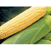 Семена Кукуруза Бостон F1. Производитель: Syngenta Нидерланды ( семян в пакете 1 кг.) фото