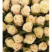 Кремовые розы фото