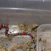 Молочная змея синалойская фото
