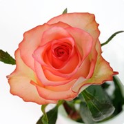 Роза Джумилия, местная роза фото