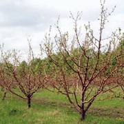 Саженцы яблонь фотография