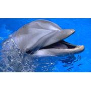 Купание с дельфинами и дельфинотерапия фотография