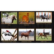 Продажа племенных лошадей фото