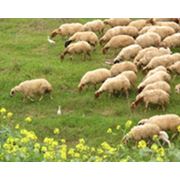 Продажа племенных овец в Донецкой области продажа баранов в Донецкой области фото