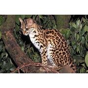 Животные на заказ доставка экзотических диких животных по всей Украине Одесса фото