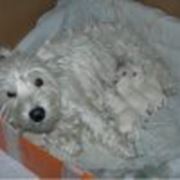 Продажа животных, питомник собак породы Вест хайленд вайт терьер Happy Westies Land фото