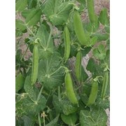 Горох полевой фото