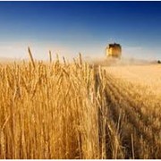 Пшеница продовольственная на экспорт фото