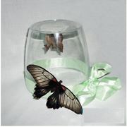 Продажа куколок тропических бабочек для самостоятельного выведения бабочек в домашних условиях. фотография