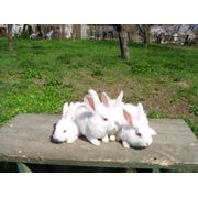 Разведение и продажа кроликов породы Белый паннон фотография