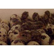 Инкубация яиц всех видов птицы фото
