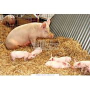Выращивание товарных свиней Разведение свиней Реализации поросят на откорм по Украине фотография