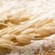 Пшеничная клейковина
