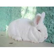 Кролики, белый новозеландец , племенные кролики, декоративные кроликиСамцам разрешается иметь стандарт массы тела на 10 меньше, чем указано в таблице. Минимальный допустимый вес кроликов в возрасте 8 месяцев и более - 5 кг. Максимальный вес от 5,5 кг. и в фото