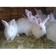 Продаем кроликов разных пород и окрасов
