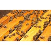 Пчелопакеты, пчелы из Львовской области фото