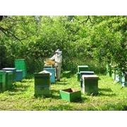 Пчелопакеты, пчелы из Львовской области