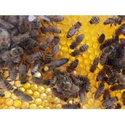 Пчеломатка Карпатская фото