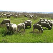Цигайские овцы фотография