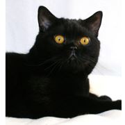 Британские котята черного окраса