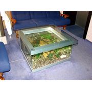 Обслуживание аквариумов, чистка аквариума, генеральная уборка аквариума. “Скорая помощь“ для аквариумов. фото