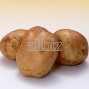 Картофель, выращивание и продажа картофеля, картофель в ассортименте