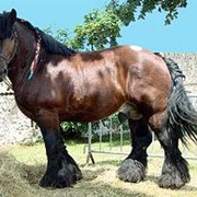 Лошадь - тяжеловоз Ardenner фото