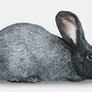 Кролики породы Cеребристый полтавский фото