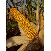 Посевной материал (кукурузы) “КРАСНОДАРСКИЙ 291 АМВ“ фото
