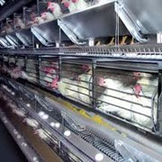 Батареи клеточные для птицеводства фото