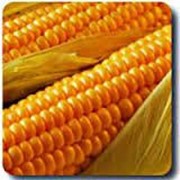 Семена кукурузы хмельницкий