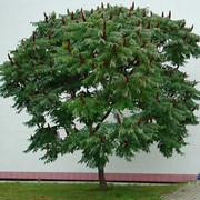 Уксусное дерево Сумах ф. кустовое , дерево фото